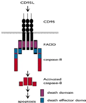 Fig. 6 中可知到 FasL  機轉之主要為增加 intimal SMC 累積 和保護 ICAM - 1  表現：首先, FasL 以 autocrine 模式可能使 ECs 產生,  導引 mitogenic 或者 chemotactic molecules 分泌。  二、ECs 旁邊的 FasL  表現可能引起 T-cell apoptosis ,  且這些 apoptotic T  cells 可能釋放 mesenchymal growth factors 。三、ECs  的 mitogenic 