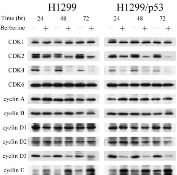 圖 7.  H1299 and H1299/p53 cells were treated with drug-free medium  （–）,  or medium containing 100 µM berberine（＋）for 24, 48 and 72 hours