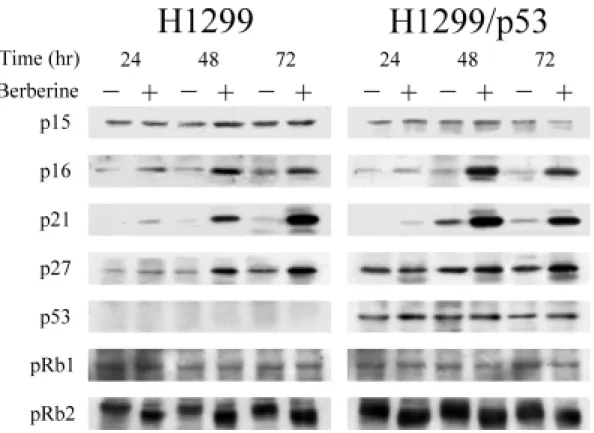 圖 8.  H1299 and H1299/p53 cells were treated with drug-free medium  （–）,  or medium containing 100 µM berberine（＋）for 24, 48 and 72 hours