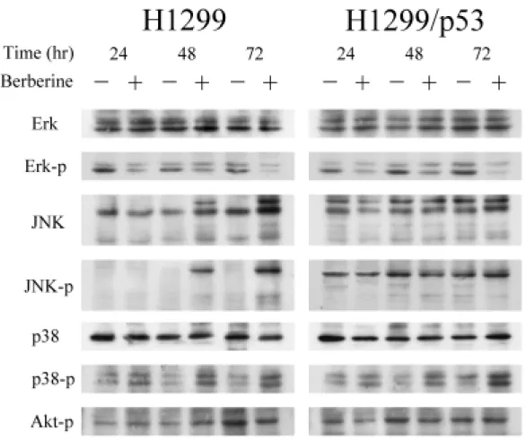 圖 9.  H1299 and H1299/p53 cells were treated with drug-free medium  （–）,  or medium containing 100 µM berberine（＋）for 24, 48 and 72 hours