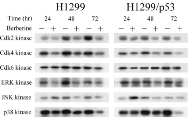 圖 10. H1299 and H1299/p53 cells were treated with drug-free medium （–）, or  medium containing100 µM berberine（＋）for 24, 48 and 72 hours