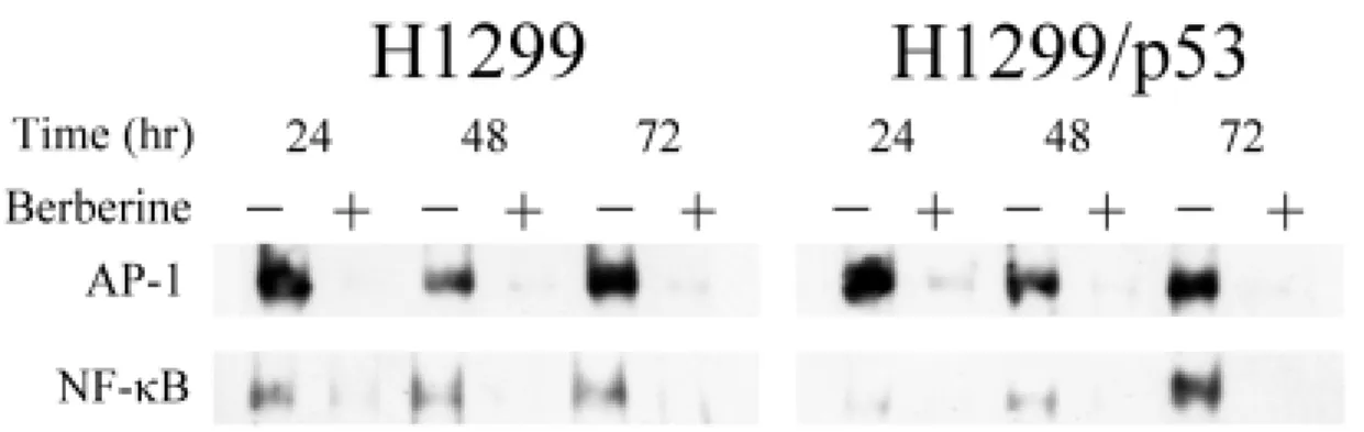 圖 11.    H1299 and H1299/p53 cells were treated with drug-free medium （–）,  or medium containing 100 µM berberine（＋）for 24, 48 and 72 hours