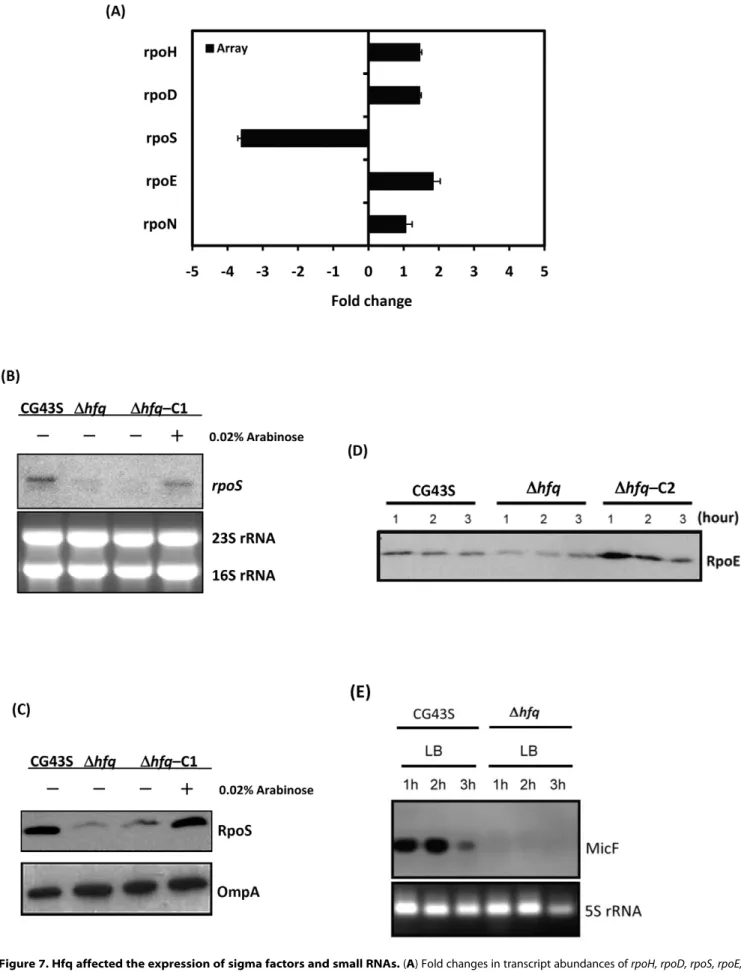 Figure 7. Hfq affected the expression of sigma factors and small RNAs. (A) Fold changes in transcript abundances of rpoH, rpoD, rpoS, rpoE, and rpoN detected by microarray (black bars) in Dhfq relative to that in CG43S are indicated