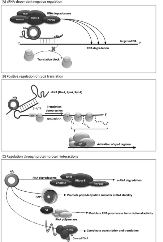 Figure 8. Schematic representation of possible mechanisms of Hfq-mediated regulation. (A) sRNA-dependent negative regulation.