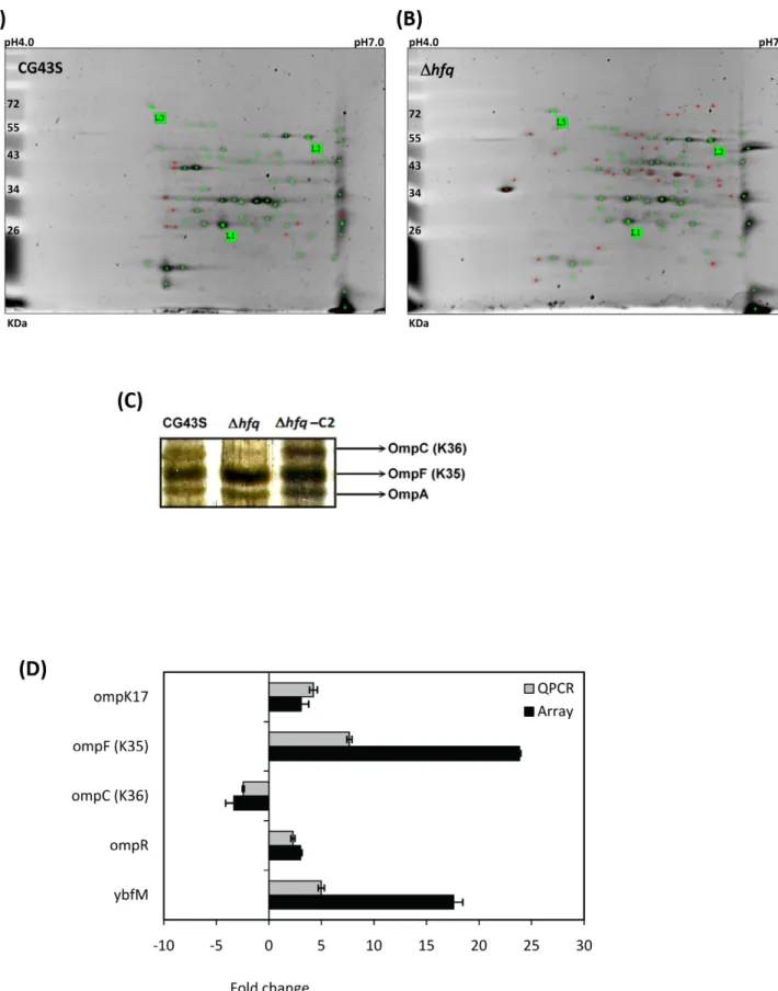 Figure 5. Hfq modulated the expression profiles of envelop proteins. Two hundred micrograms of extracytoplasmic proteins isolated from overnight-cultured K