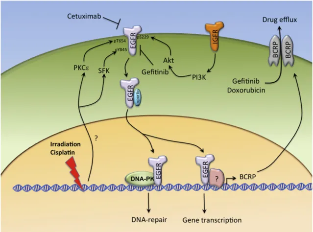 Fig. 1 e The nuclear roles of EGFR in conferring the resistance to irradiation, cisplatin, and anti-EGFR agents