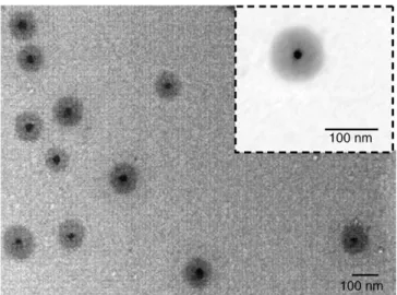 Figure 1. Transmission electron micrograph of PNIPAAm-AAm-AH coated magnetic nanoparticles (inset is a higher magnification image).