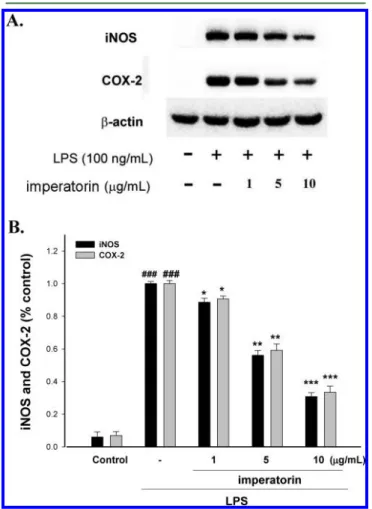 Figure 2. Inhibition of iNOS and COX-2 protein expression by imperatorin in LPS-stimulated RAW264.7 cells