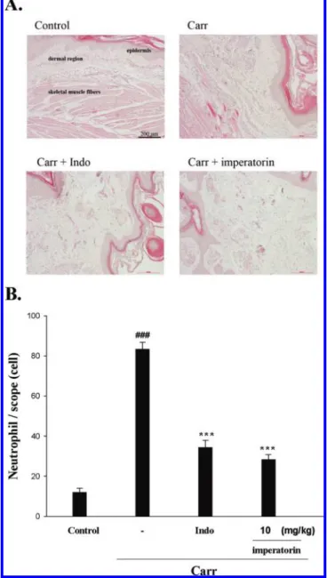 Figure 4. Inhibition of iNOS and COX-2 (A) protein expression by imperatorin induced by Carr in the foot at 5 h in mice