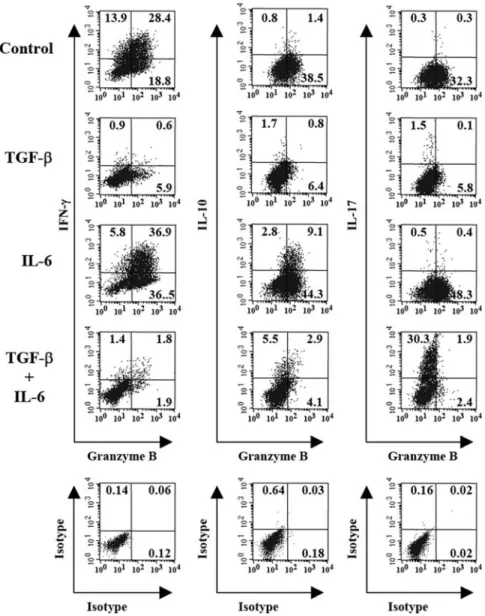 Fig. 4. Granzyme B is expressed by IFN- ␥ and IL-10 but not IL-17-producing CD8 ⫹ T cells in TGF-  ␤-and/or IL-6-supplemented MLC