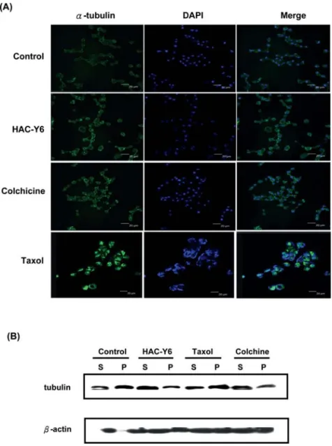 Figure 2. HAC-Y6 inhibits microtubule polymerization. (A) Effect of HAC-Y6 on the organizations of cellular microtubule network