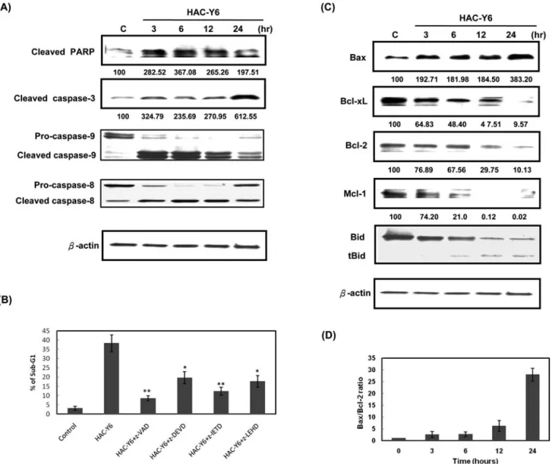 Figure 5. Bcl-2 family proteins are involved in HAC-Y6-induced apoptosis. (A) Hep3B cells were treated with 0.08 μM HAC-Y6 for indicated durations.