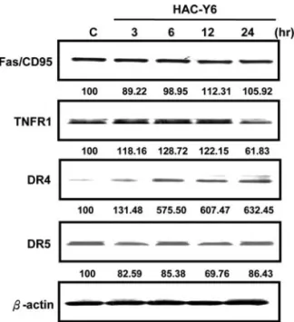 Figure 7. Expression of MAPKs in the HAC-Y6-treated Hep3B cells. (A) Hep3B cells were treated with 0.08 μM HAC-Y6 for indicated durations.