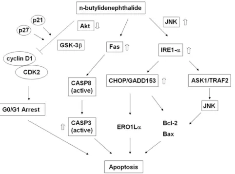 Figure 9. Schematic model of BP-induced apoptosis in human prostate cancer cells. BP induces apoptosis in human prostate cancer cells through multiple apoptotic pathways, including G0/G1 phase cell cycle arrest, death receptor pathway and ER stress-depende