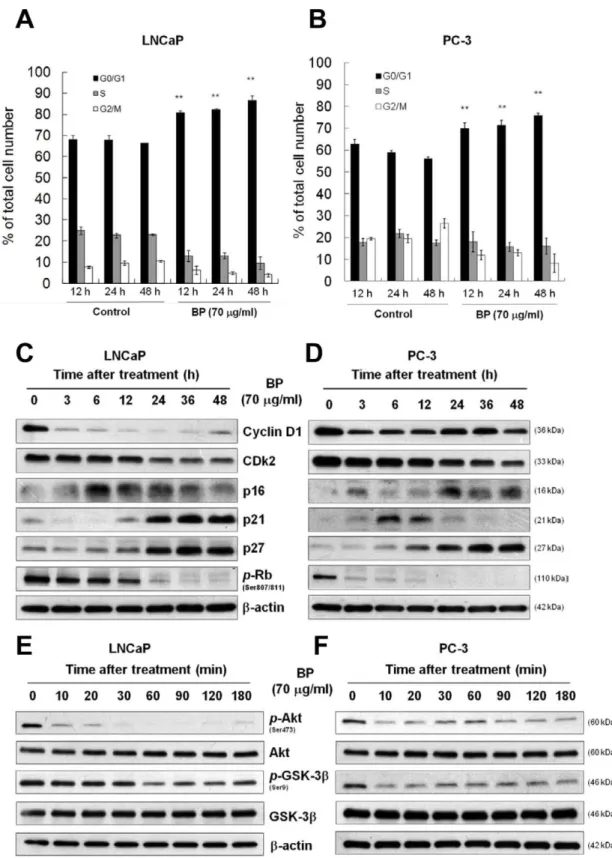 Figure 2. BP induces G0/G1 arrest and changes the expression profiles of G0/G1 regulatory proteins