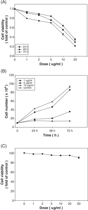 Fig. 2. Effect of squamocin on proliferation of K562 cells and viability of normal lymphocytes