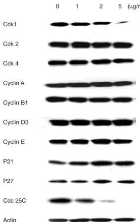Fig. 4. Immunoblot analysis for the levels of cell cycle regulatory proteins.