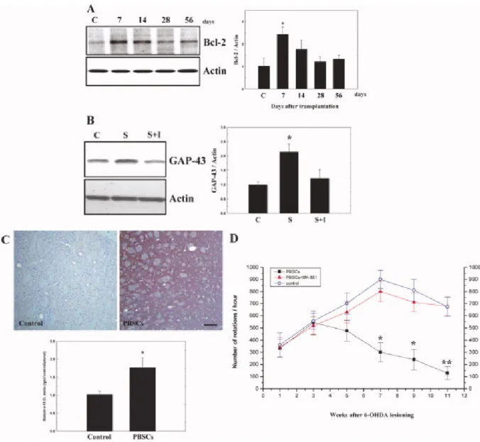 Figure 2. PBSC transplantation in PD rats increases expression of Bcl-2 and GAP-43. A: 