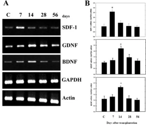 Figure 6. PBSC transplantation in PD rats modulates neurotrophic factor expression. A: 