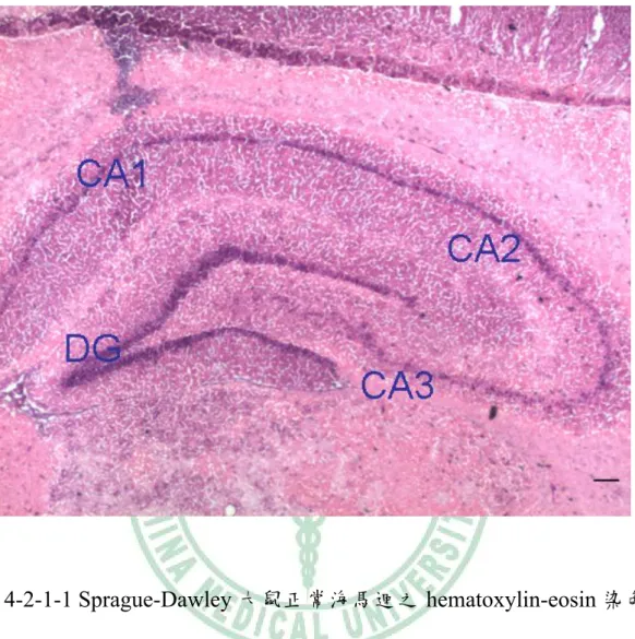 圖 4-2-1-1 Sprague-Dawley 大鼠正常海馬迴之 hematoxylin-eosin 染色 圖：CA1：海馬迴之 CA1 區；CA2：海馬迴之 CA2 區；CA3：還碼 迴之 CA3 區；DG：海馬迴之 denatate gyrus。(Scale bar=200 μm) 