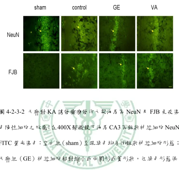 圖 4-2-3-2  天麻對 KA 誘發癲癇發作大鼠海馬區 NeuN 及 FJB 免疫染 色陽性細胞之效應：在 400X 顯微鏡下海馬 CA3 區錐狀神經細胞 NeuN  FITC 螢光染色：空白組（sham）呈現綠色均勻的錐狀神經細胞形態； 天麻組（GE）神經細胞相對縮小或成圓形或菱形狀，但綠色形態保 存；VA 組（VA）及控制組（control）則僅隱約可以看到細胞形態， FITC 的染色形成同心圓狀，綠色的染色相對褪色許多。在 FJB 螢光 染色下，空白組（sham）幾乎沒有陽性細胞，控制組、天麻組及
