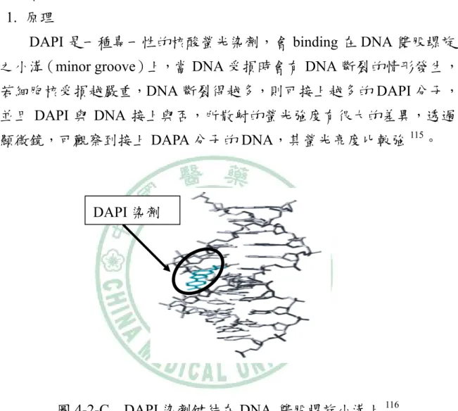 圖 4-2-C  DAPI 染劑鍵結在 DNA  雙股螺旋小溝上 116