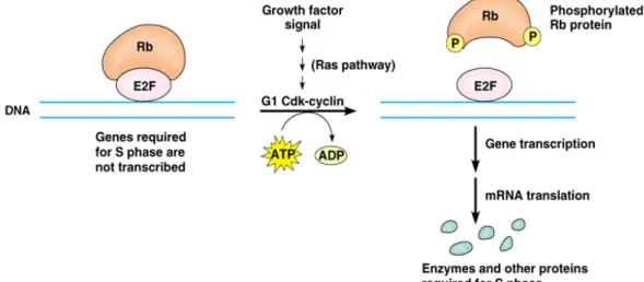 圖 2-4. Rb protein  與 E 2 F（Addison, 1999） 