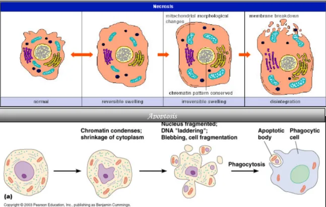 圖 2-5. Cell necrosis 與 apoptosis 之比較（Wyllie  et al ., 1998） 