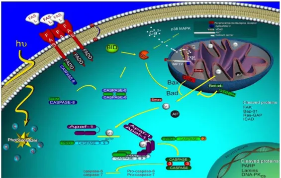 Figure 2-7. Fas-mediated apoptosis 