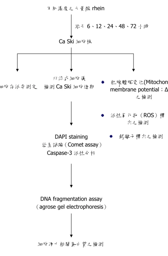 Figure 1-1. Schematic procedures of rhein on Ca Ski cell viability, cell cycle  distribution and apoptosis-induction