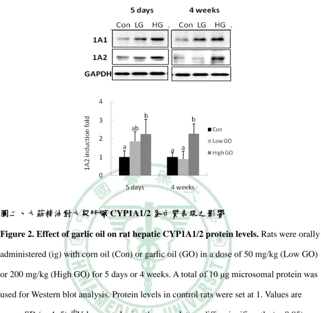 Figure 2. Effect of garlic oil on rat hepatic CYP1A1/2 protein levels. Rats were orally  administered (ig) with corn oil (Con) or garlic oil (GO) in a dose of 50 mg/kg (Low GO)  or 200 mg/kg (High GO) for 5 days or 4 weeks