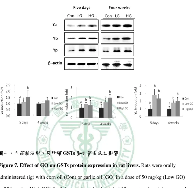 Figure 7. Effect of GO on GSTs protein expression in rat livers. Rats were orally  administered (ig) with corn oil (Con) or garlic oil (GO) in a dose of 50 mg/kg (Low GO)  or 200 mg/kg (High GO) for 5 days or 4 weeks