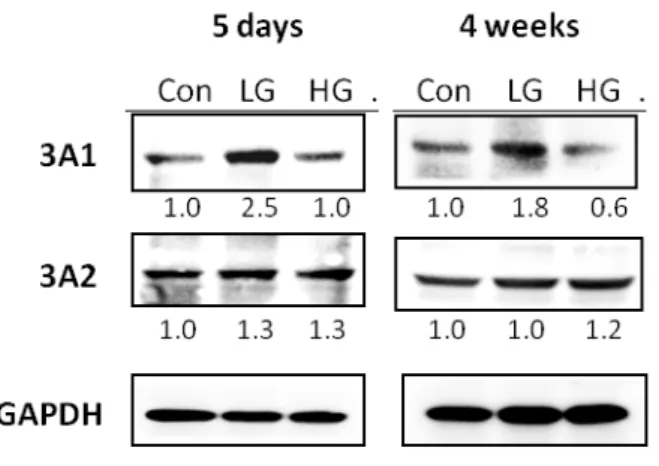 Figure 9. Effect of garlic oil on rat intestinal CYP3A1 and 3A2 protein expression. 