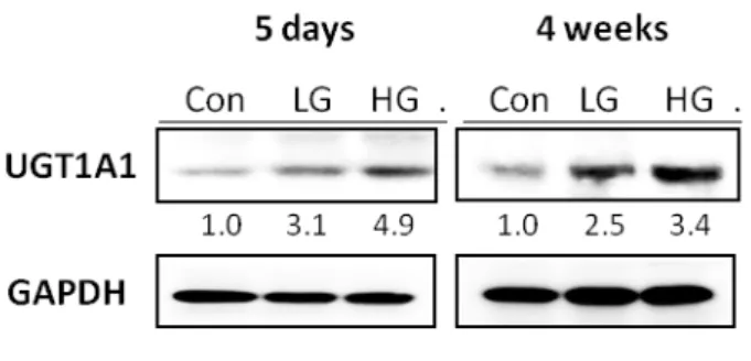 Figure 10. Effect of GO on phase II enzyme-UGT1A1 protein expression in rat  intestine microsomes