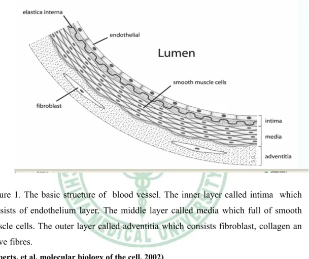 Figure 1. The basic structure of  blood vessel. The inner layer called intima  which  consists of endothelium layer