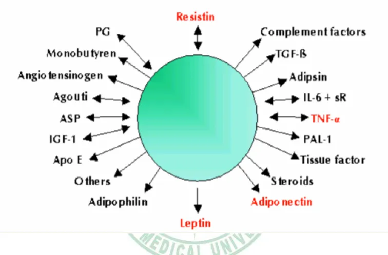 Figure 2 : Adipose tissue can secret more than 20 different kinds of hormones, which  play many important physiological functions