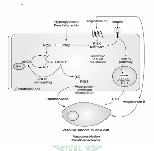 Figure 5 :  In diabetes patient, hyperglycemia increases free fatty acid.  This can active  protein kinase C (PKC), PKC blocks PI3K pathway, reduces NO formation and  increase endothelin-1 (ET-1)