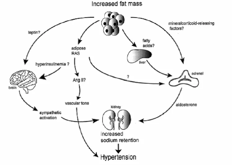 Figure 6: The adipose tissue has several factors to induce vasoconstriction. Through  leptin to increase sympathetic activity,  fatty acids to increase aldosterone secretion  all cause sodium retention