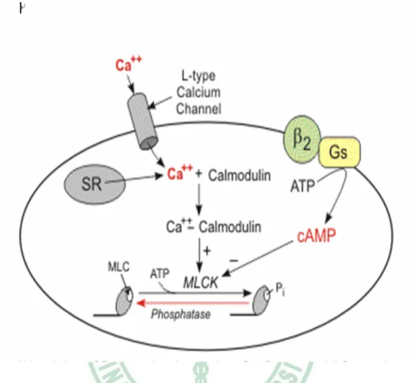 Figure 7: In smooth muscle cell, increase level of cytosol calcium can be increased  through calcium influx L-type calcium channel in sarcolemma and calcium release  from sarcoplasmic reticulum (SR) inside cell