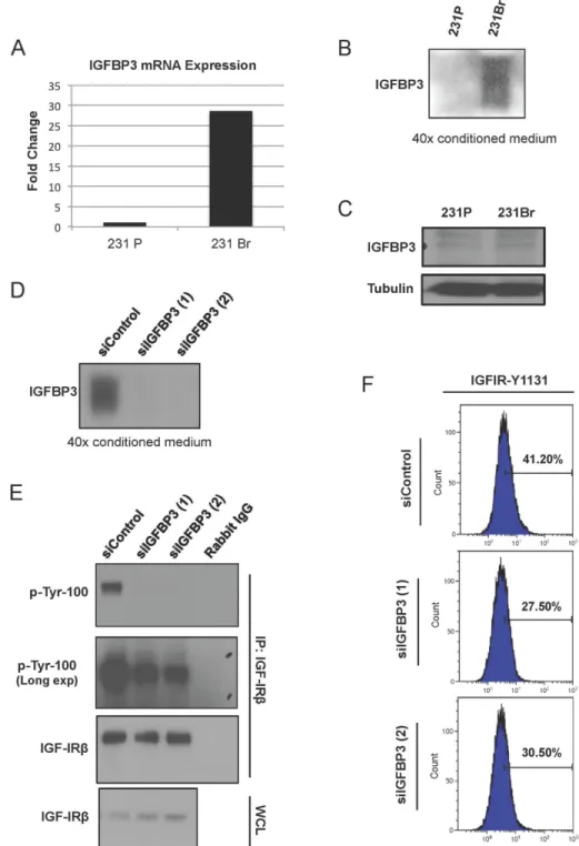 Figure 2.   IGFBP3 overexpression contributes to IGF-IR activation in brain seeking cells