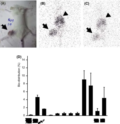 Figure 4. Immuno-specific binding of Re-188-labeled Herceptin to DU145 xenografts was determined by scintigraphy
