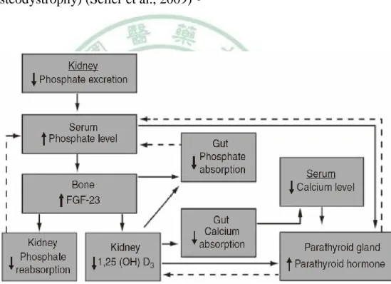 圖 2.4：慢性腎臟病對磷酸鹽的調節  (Seiler et al., 2009)。 