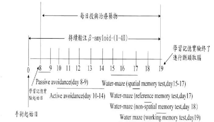 Fig 4. .大鼠amyloid ß peptide-(1-40)側腦室輸注實驗流程 