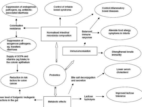 Fig. 2.2 Proposed health effect of probiotics 