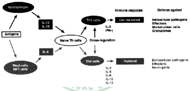 Fig. 2.3 The immune response of Th1 and Th2 