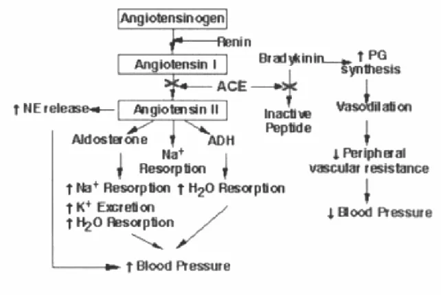 Fig. 2.5 Regulation mechanism of the blood pressure 