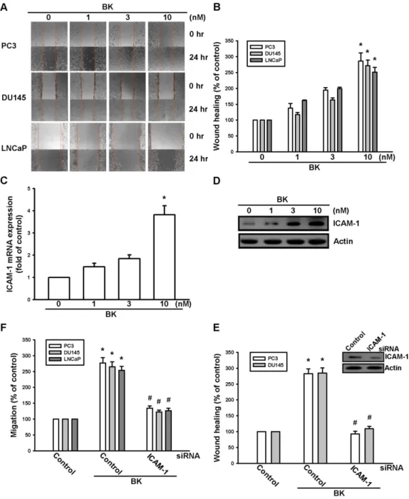 Figure   1.Bradykinin(BK)-directed   migration   activity   of   human   prostate   cancer   cells   involves   up- up-regulation of intercellular adhesion molecule 1 (ICAM-1)