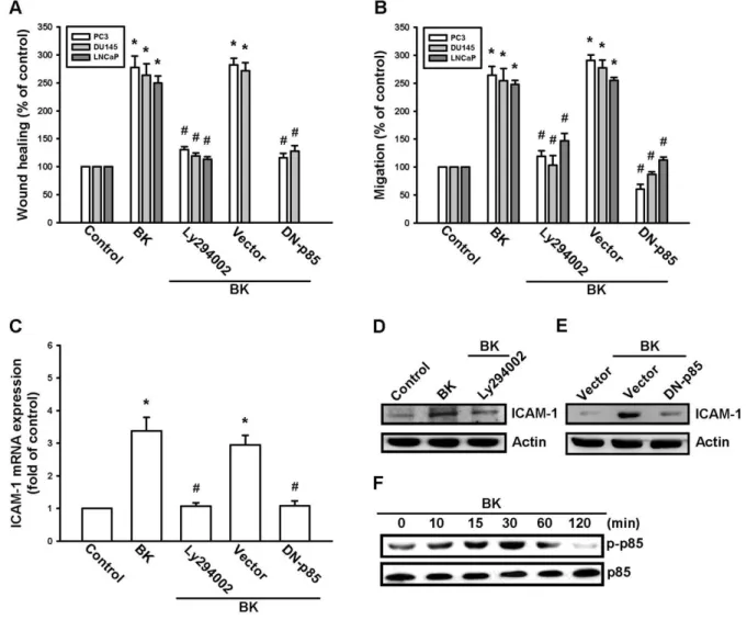 Figure  3.The  phosphatidylinositol   3-kinase  pathway   is   involved   in   bradykinin   (BK)-mediated migration and intercellular adhesion molecule 1 (ICAM-1)expression in human prostate cancer cells.