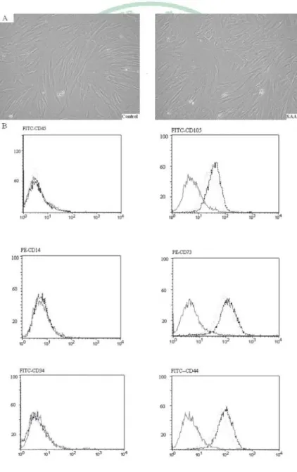 Figure 1. MSCs of controls and SAA children shared a similar 