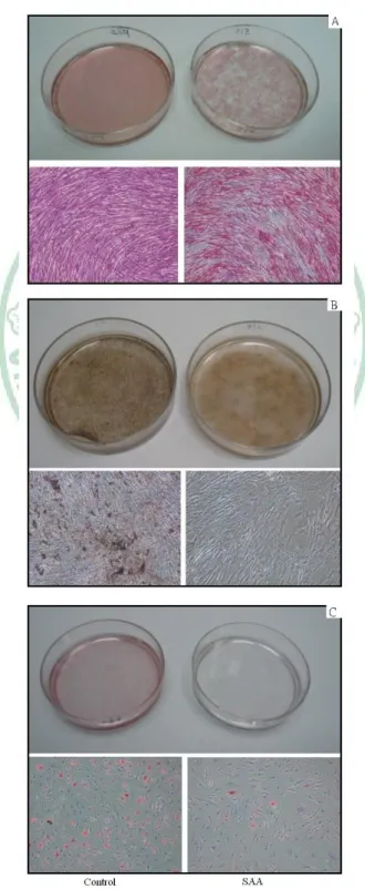 Figure 3. Differentiation potential. Osteogenic differentiation was 